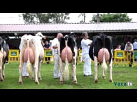 Vacas de 3 a 4 años