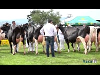 Vacas de 4 a 5 años