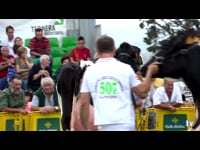 Vacas de 6 años o más