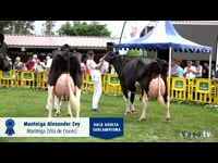 Campeonatos de vacas