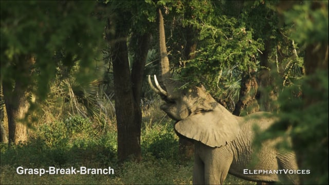 Grasp-Break-Branch. Foraging & Comfort Technique (3)