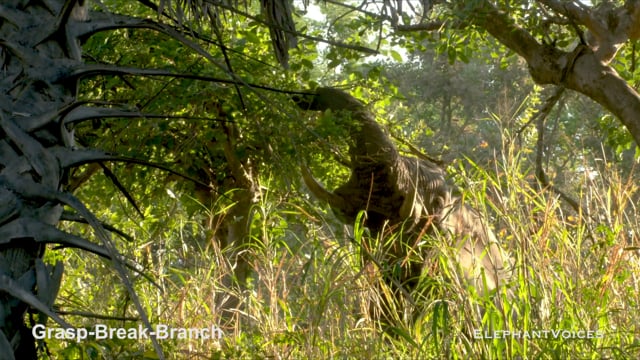 Grasp-Break-Branch. Foraging & Comfort Technique (4)