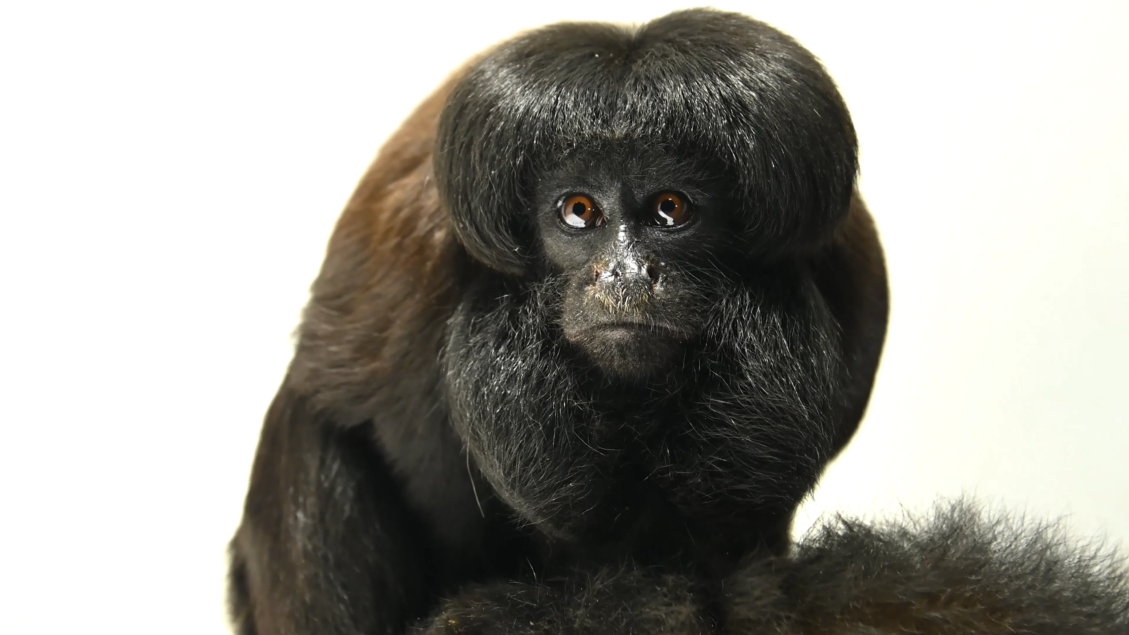 NATURAL MOUNTAIN MONKEYS HAKU【箔】BLACK（49,107 Black