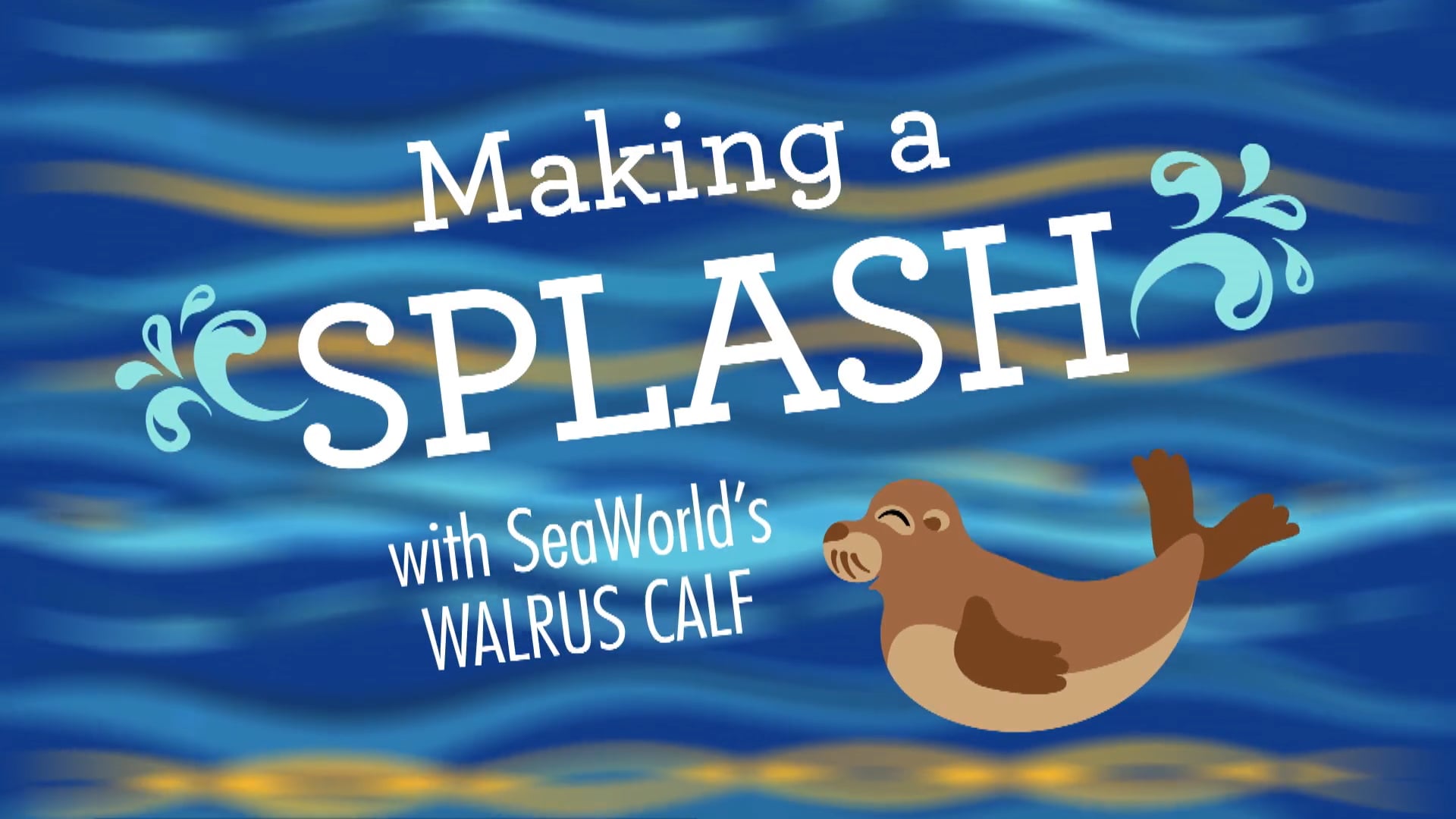 Social Media - SeaWorld Baby Walrus Swim