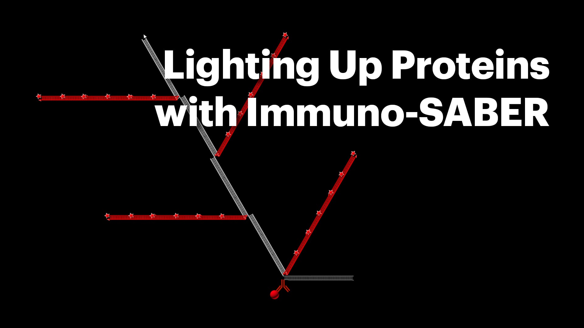 Lighting up proteins with Immuno-SABER