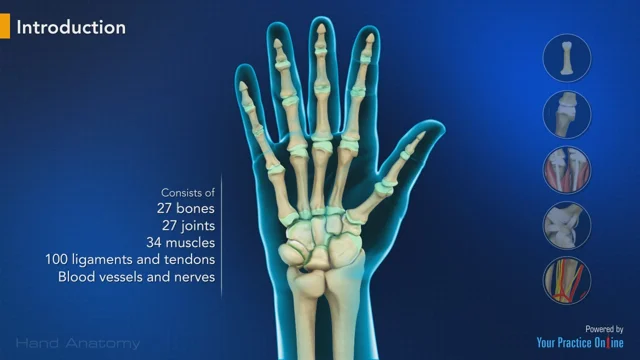 Ulnar Nerve Compression in Guyon's Canal  Advanced Orthopaedics & Sports  Medicine, Orthopaedic Specialists, Cypress, Houston, TX