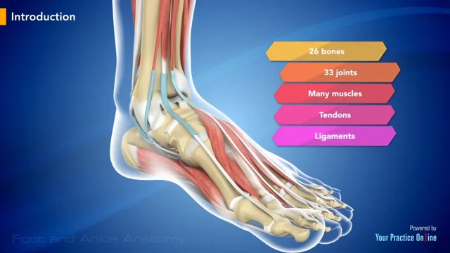 FOOT & ANKLE ANATOMY - Midwest Orthopaedics