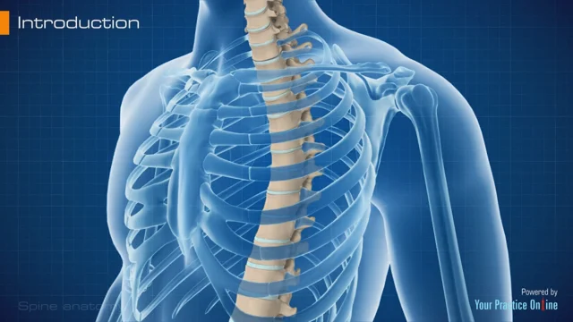 spine diagram labeled