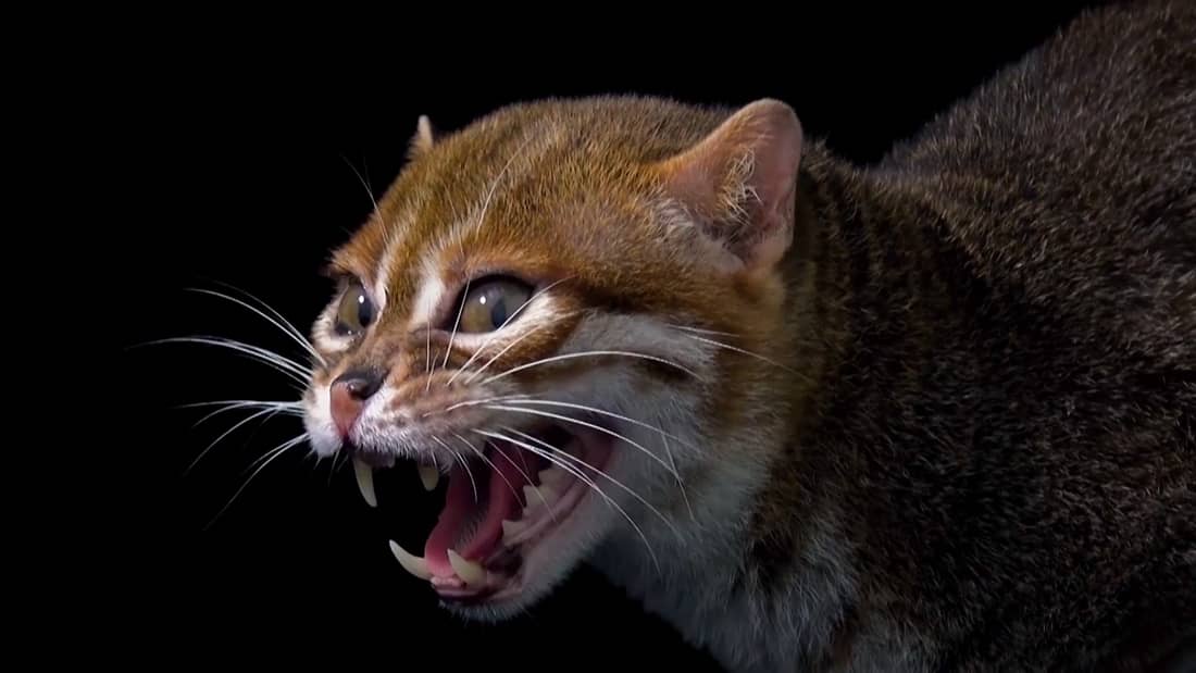 L Etonnant Profil D Un Chat A Tete Plate Video