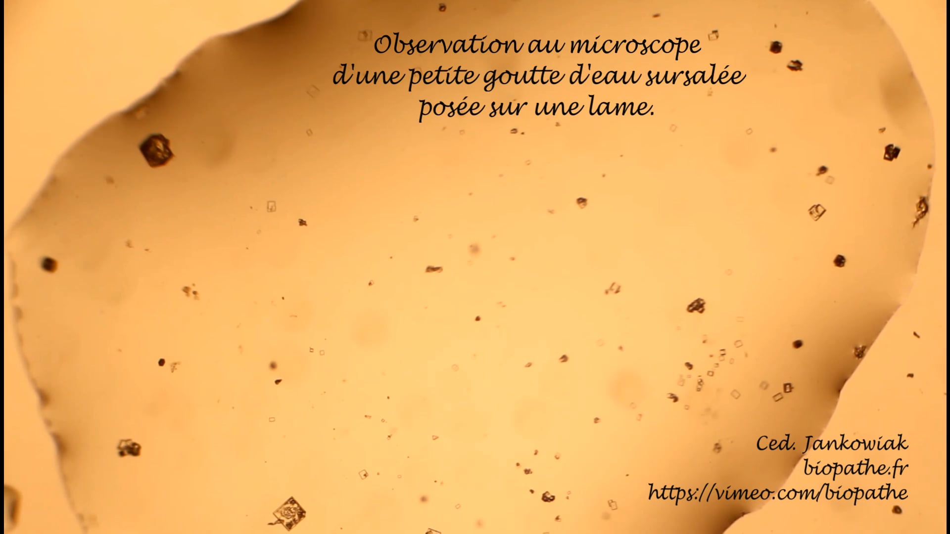 observation microscopique de la formation de cristaux de sel (halite ...