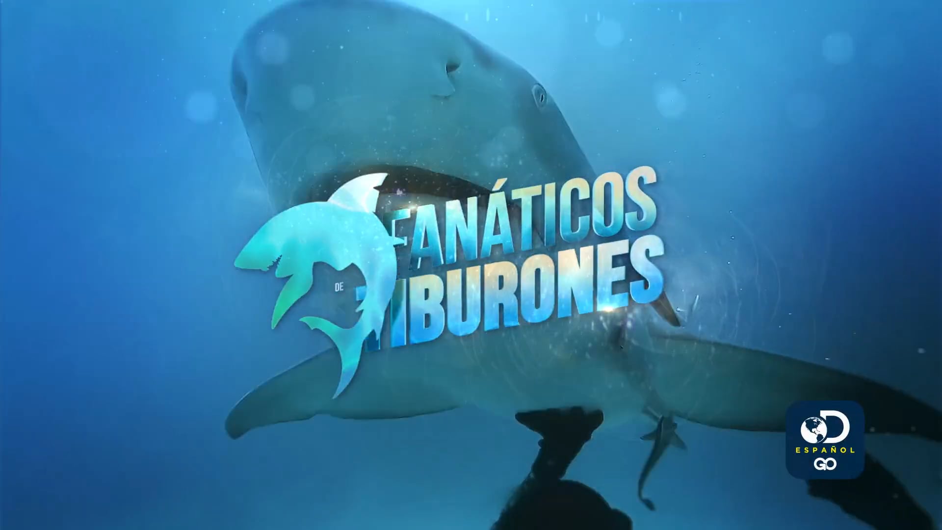 FANÁTICOS DE TIBURONES