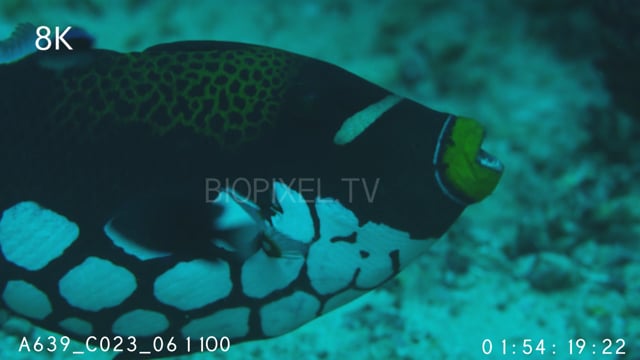 Fish Triggerfish on Vimeo