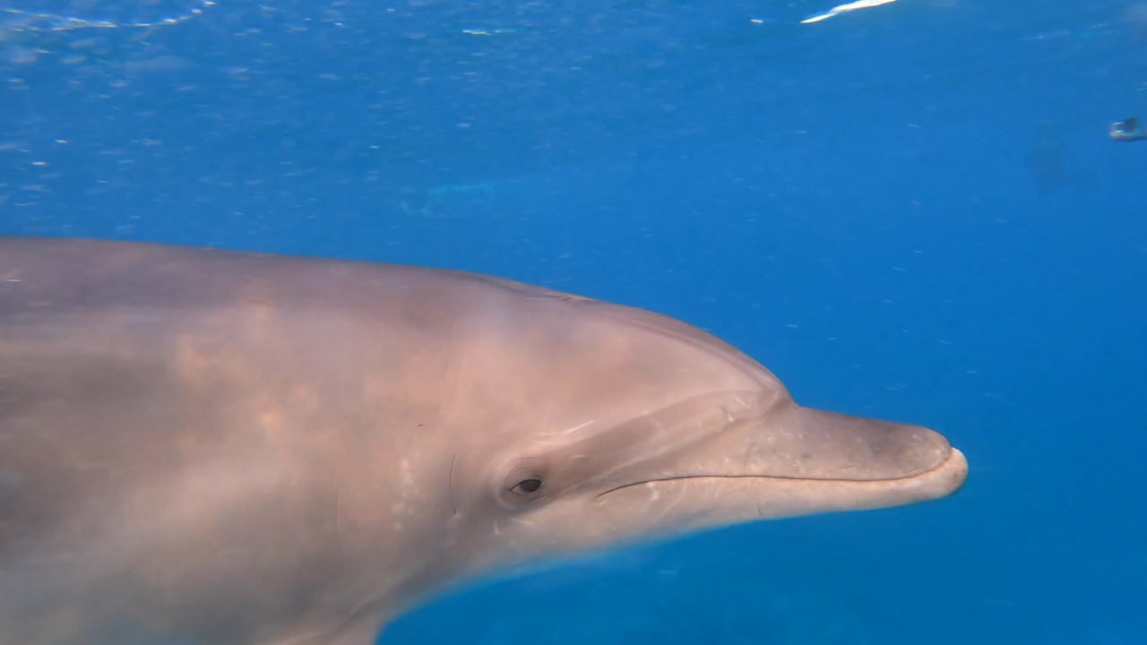 Delfines en Shaab Ali Mar Rojo 2019