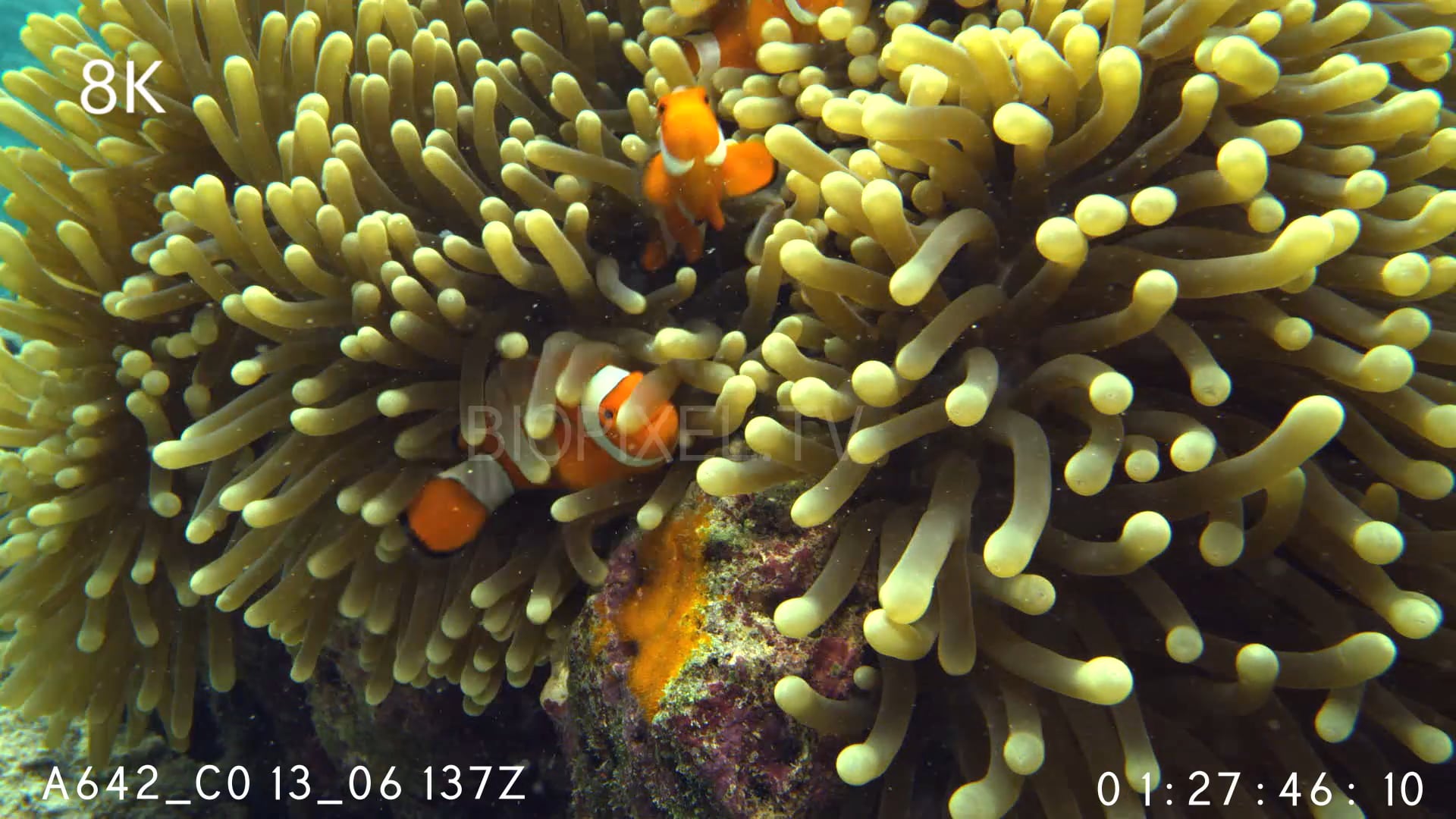 4K Fish Symbiosis - Clownfish with eggs probe lens 8K on Vimeo