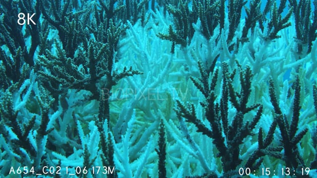 Coral disease of large stand of staghorn coral 8K