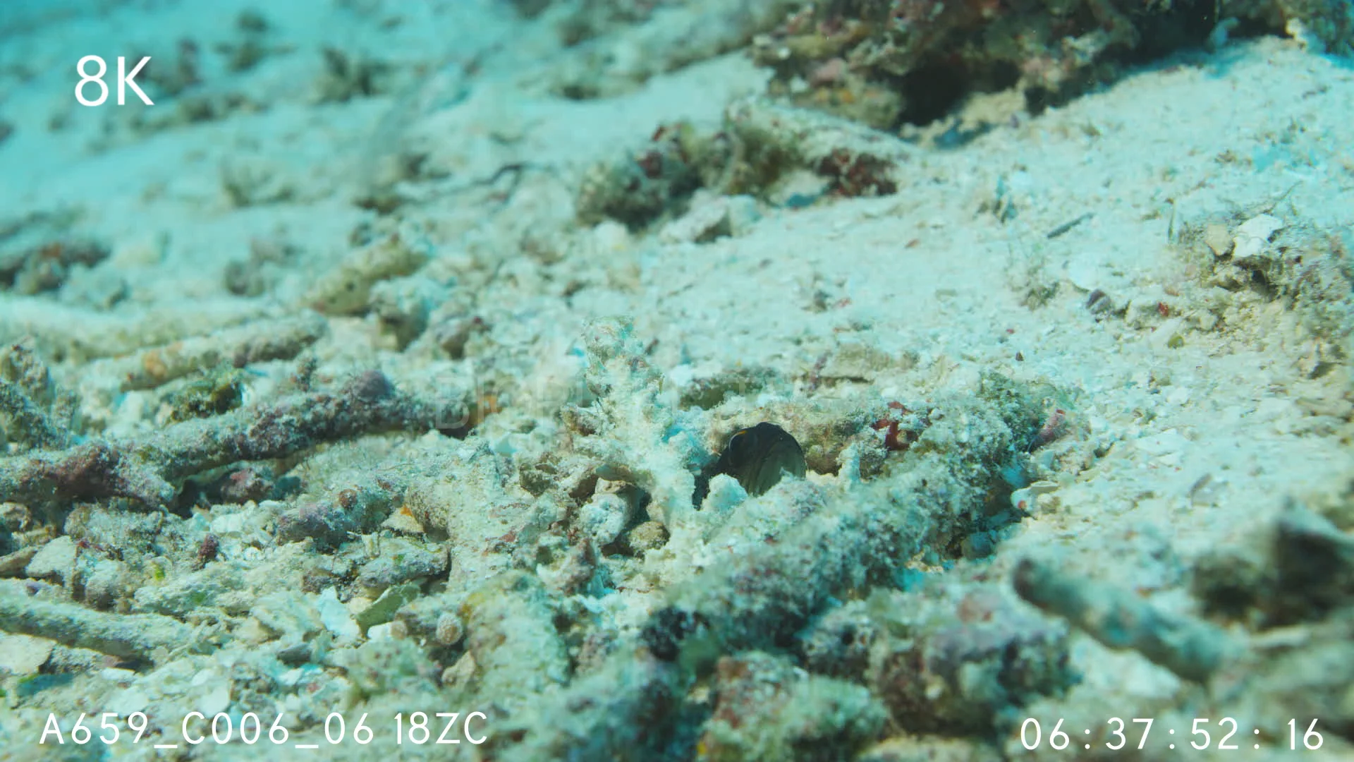 Fish Jawfish - Jawfish in burrow 8K on Vimeo