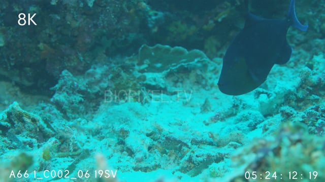 Fish Triggerfish on Vimeo