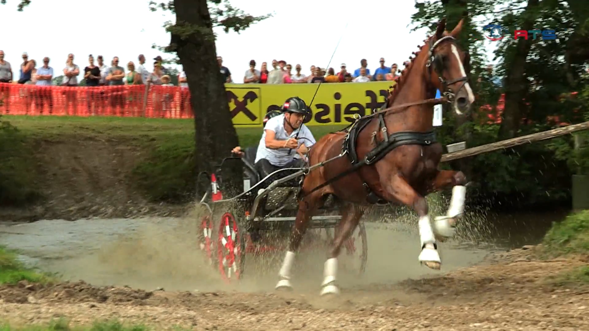 pferdesport-landesmeisterschaft-im-gespannfahren-2019