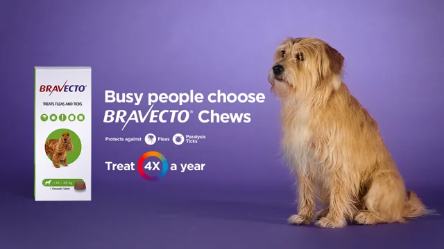 What kind of dog best sale is in the bravecto commercial