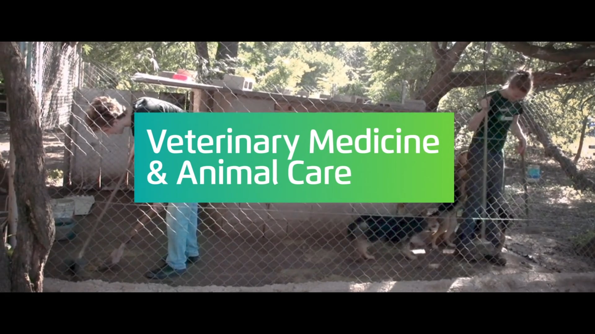Projects Abroad Veterinary Medicine and Animal Care Internships Abroad