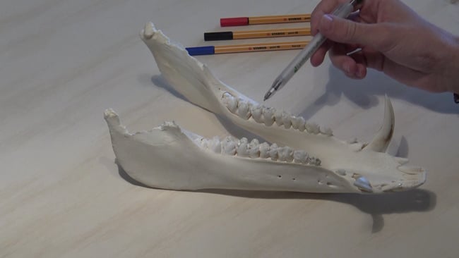 Gewehre 2/3 im Unterkiefer