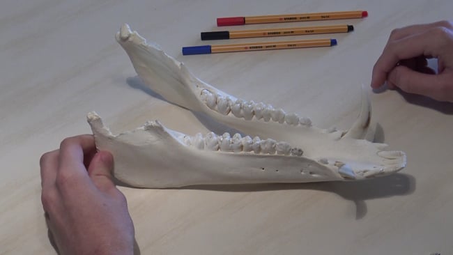 Keilerwaffenentnahme