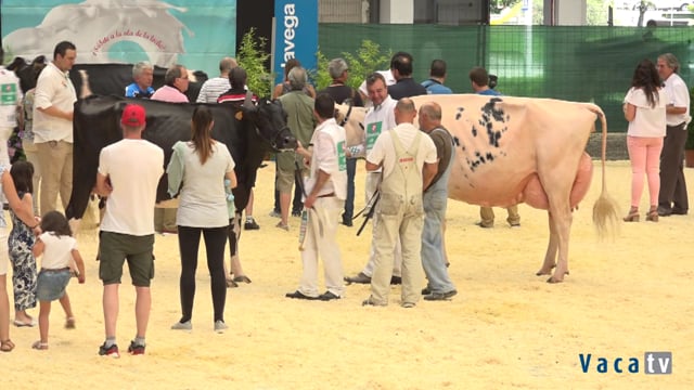 Gran final de vacas