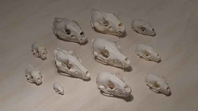 Einführung Haarraubwild Schädelpräparate