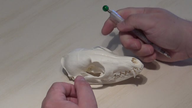 Reißzähne beim Fuchs