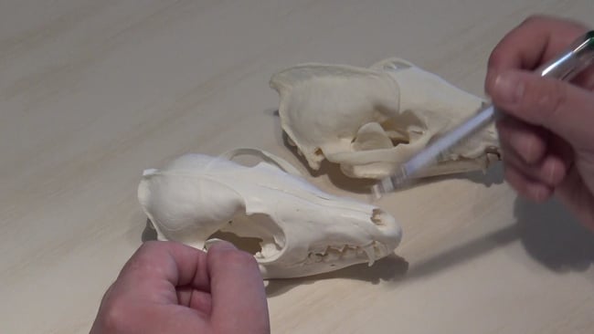 Unterschied Dachs- und Fuchsschädel