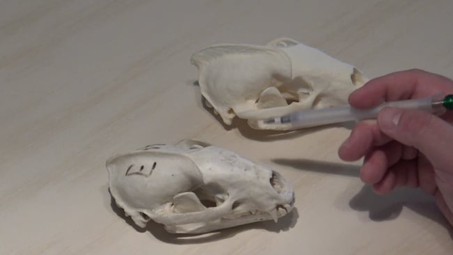 Unterschied zwischen Dachs Rüde und Fähe