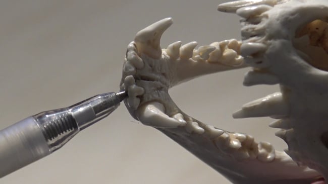 Besonderheit der Inzisivi (Schneidezähne) beim Dachs