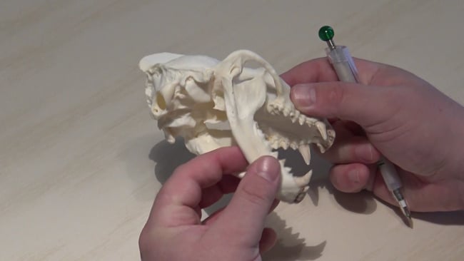 Besonderheit am Unterkiefer beim Dachs