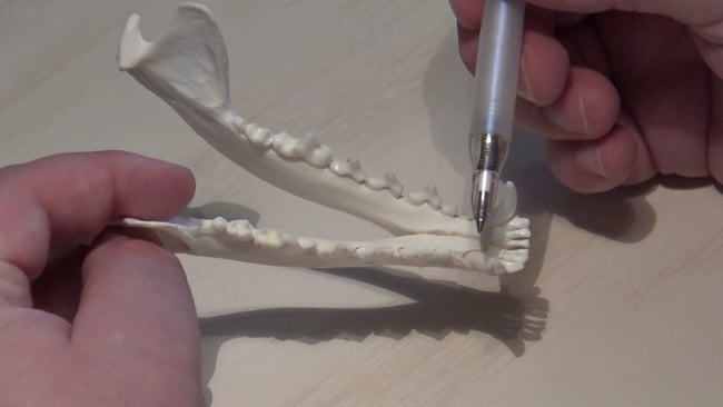 Zahnbenennung beim Fuchs