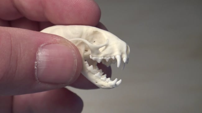 Schädelpräparat Hermelin bzw. Großes Mauswiesel