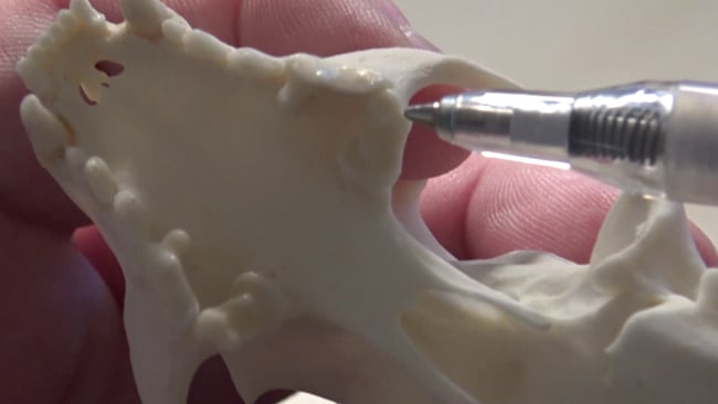 Einkerbung beim Steinmarder