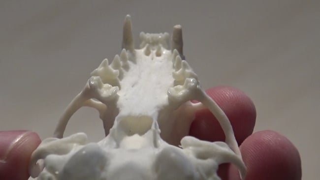 Ausbuchtung beim Baummarder