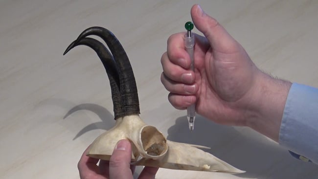 Gams Kruke (weiblich)