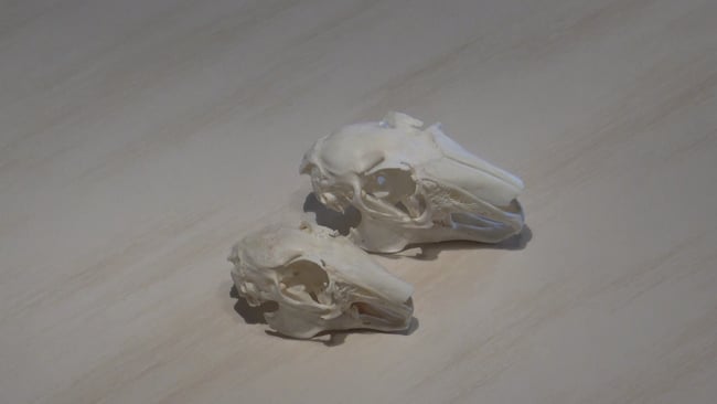 Feldhase und Wildkaninchen