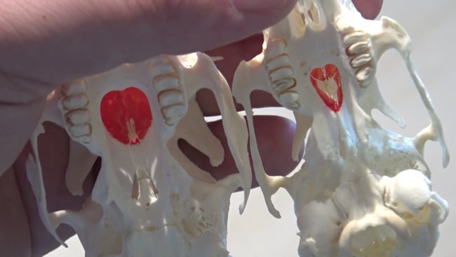 Unterschied Feldhase und Wildkaninchen am Gaumenloch