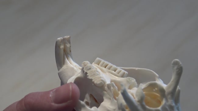 Nutria Oberkiefer ohne Stiftzähne