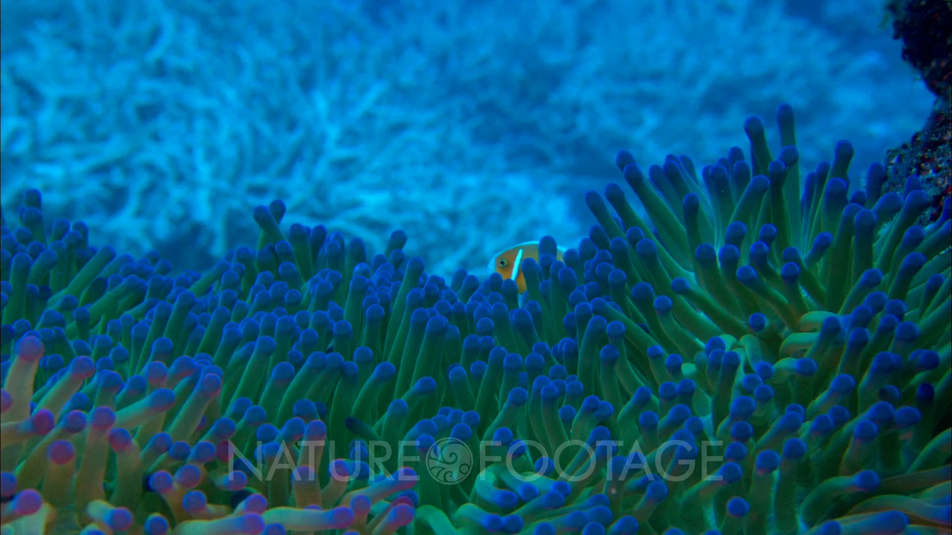 Watch Anenome Fish with Host Anenome Online | Vimeo On Demand on Vimeo