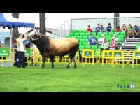 Toros de 48 meses en adelante