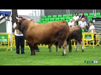 Toro gran campeón