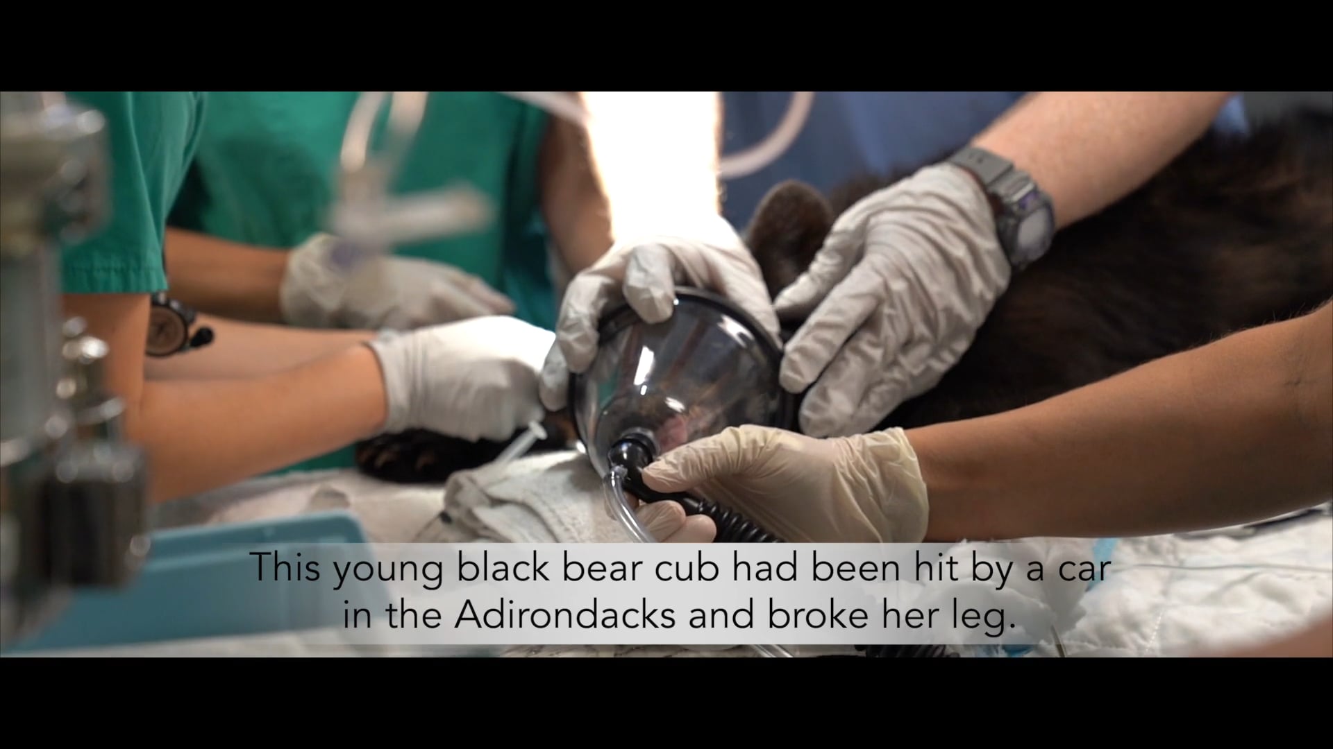 BEAR CUB SURGERY AT CORNELL WILDLIFE CLINIC