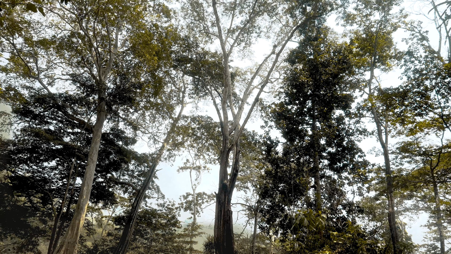Nelixia Peru Balsam in El Salvador