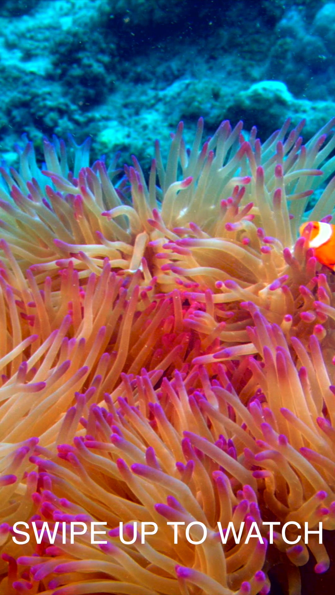 GREENPEACE X FLUME IG Story [social] on Vimeo