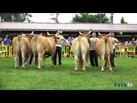 Campionato de vaca nova e adulta