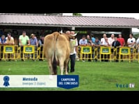 Gran campeonato de vacas
