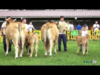 CampIonato fomento Raza Asturiana de los Valles